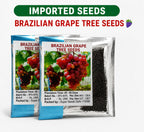 BRAZILIAN GRAPE TREE SEEDS PACK OF 2