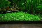 AI Aquarium Grass Seeds pack of 2