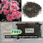 AI Dianthus Seeds (Free Pot Mixture 100 gm) PACK OF 2
