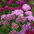 AI Dianthus Seeds (Free Pot Mixture 100 gm) PACK OF 2