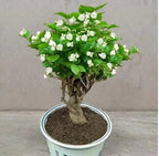 AI Double Jasmine Seeds PACK OF 2