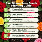AI EVER BLOOM ROSE SEEDS( PACK OF 2) AND 1 PLANT GROWTH