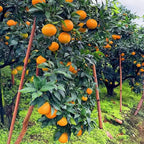 AI Imported Jelly Orange Seeds Pack Of 2