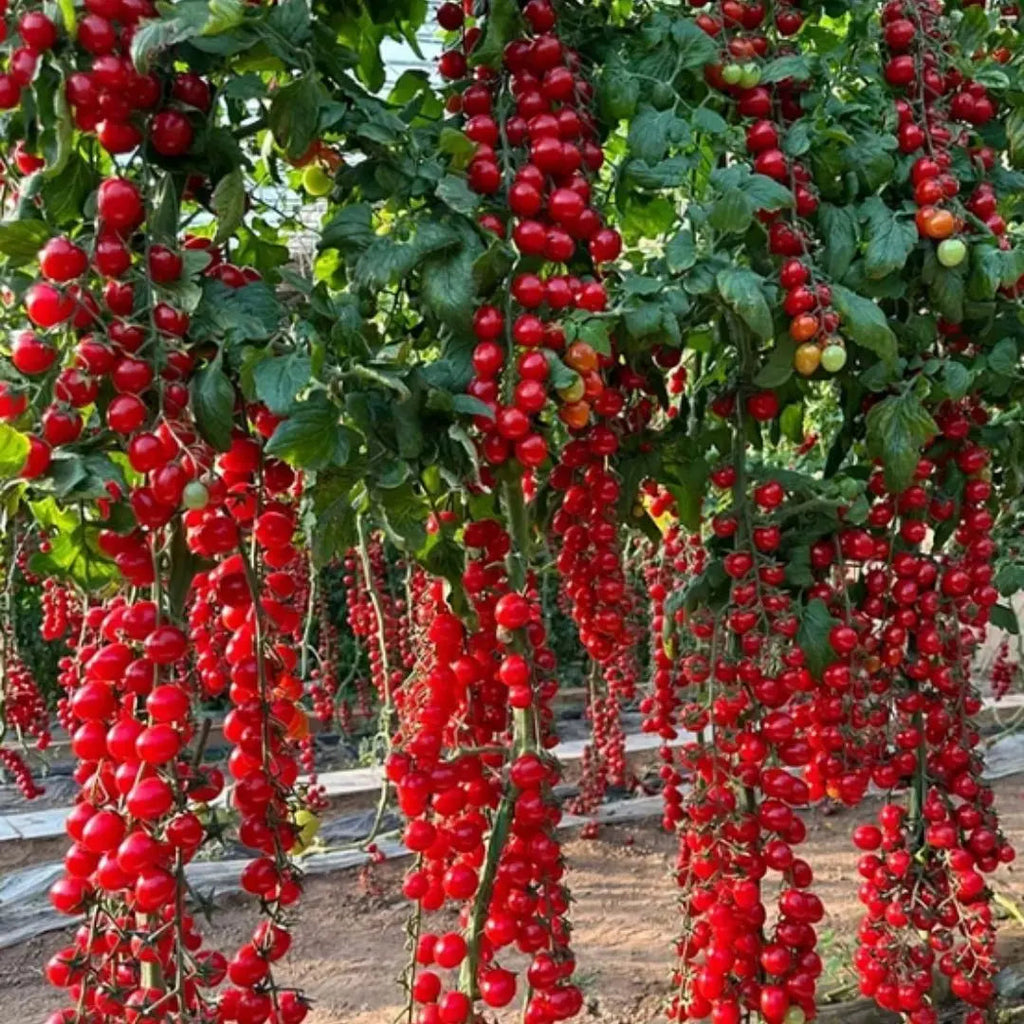 AI Waterfall Tomato Seeds pack of 2