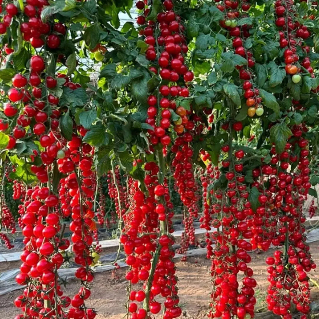 AI Waterfall Tomato Seeds pack of 2
