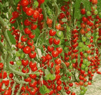 AI Waterfall Tomato Seeds pack of 2
