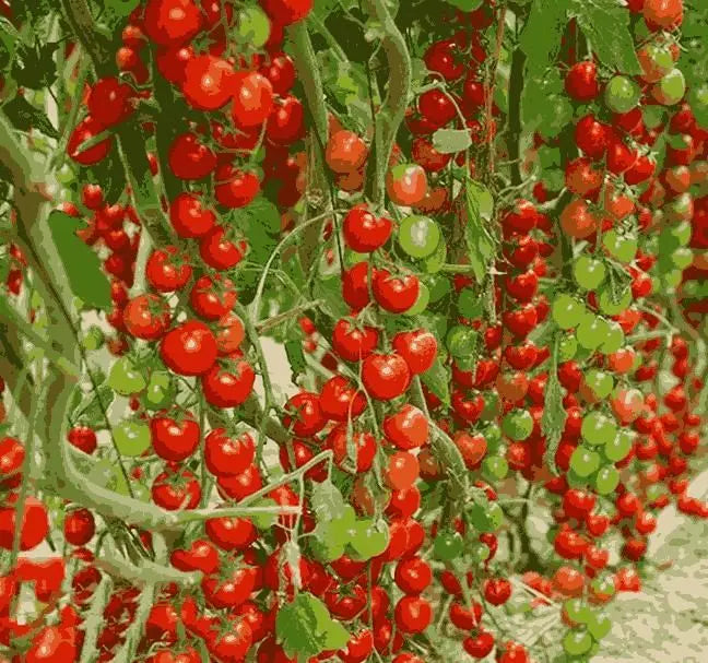 AI Waterfall Tomato Seeds pack of 2