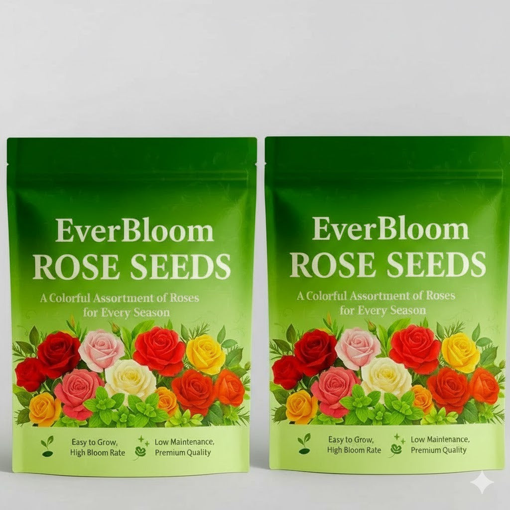AI EVER BLOOM ROSE SEEDS( PACK OF 2) AND 1 PLANT GROWTH